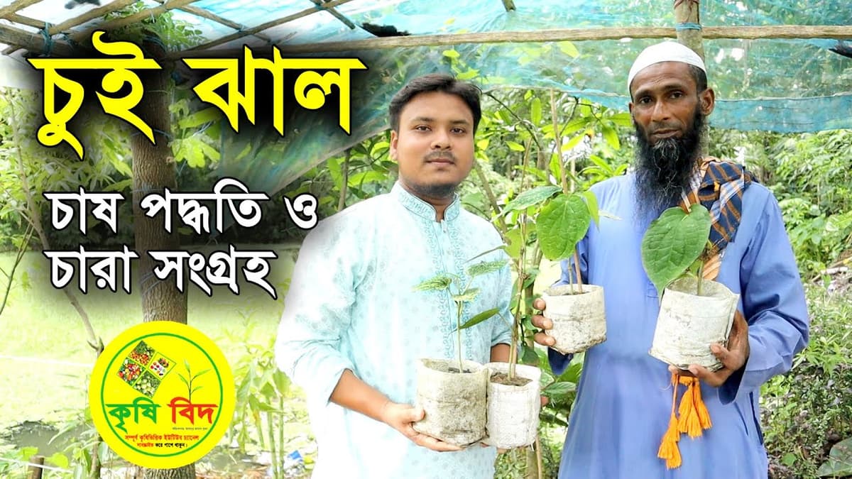 চুইঝাল চারা