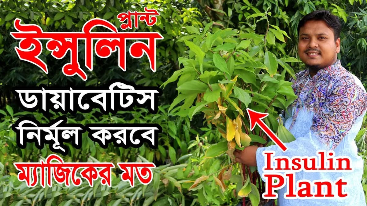 ইনসুলিন প্ল্যান্ট
