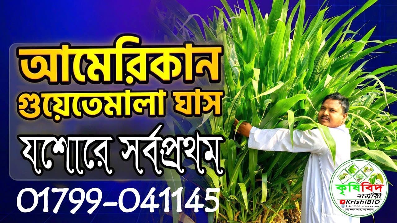 আমেরিকান গুয়েতেমালা ঘাস | যশোরে সর্ব প্রথম |