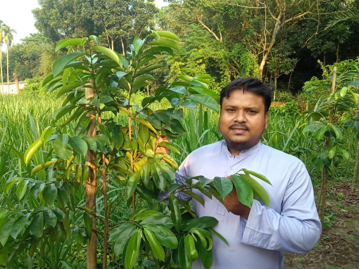 করোসল পাতা (Corossol Leaf )